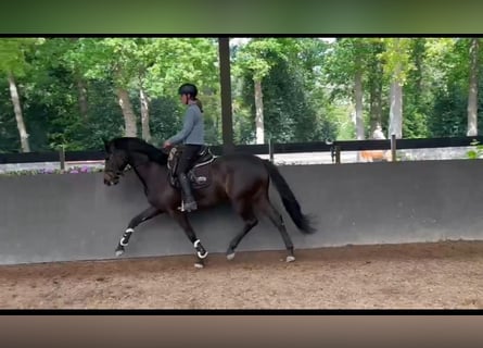 KWPN, Mare, 3 years, 15.2 hh, Bay-Dark