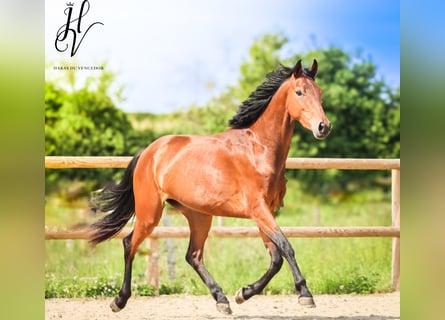 KWPN, Mare, 3 years, 15.2 hh, Brown