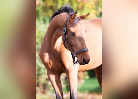 KWPN, Stute, 3 Jahre, 15,2 hh, Brauner