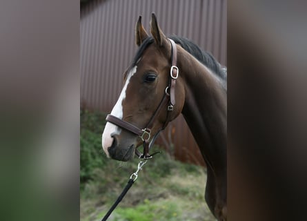KWPN, Mare, 3 years, 15.2 hh, Brown