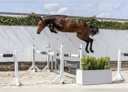 KWPN, Mare, 3 years, 15.2 hh, Brown