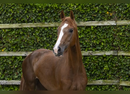 KWPN, Mare, 3 years, 15.2 hh, Sorrel