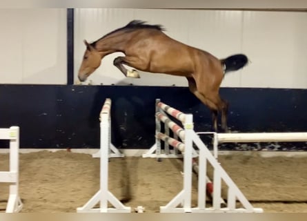 KWPN, Mare, 3 years, 15.3 hh, Bay
