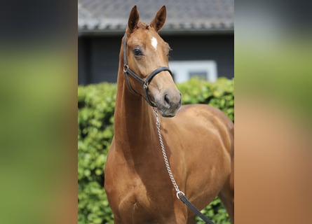 KWPN, Mare, 3 years, 15.3 hh, Chestnut-Red