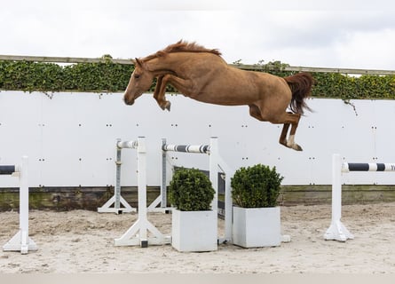 KWPN, Mare, 3 years, 15.3 hh, Chestnut-Red