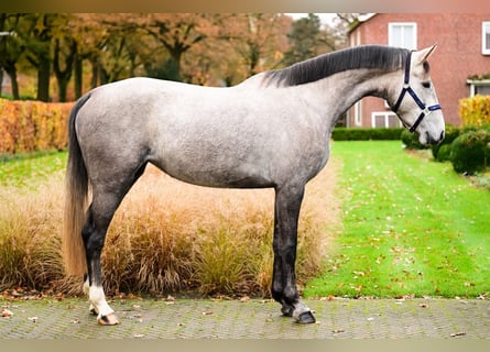 KWPN, Mare, 3 years, 15,3 hh, Gray