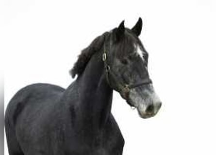 KWPN, Mare, 3 years, 15,3 hh, Smoky-Black