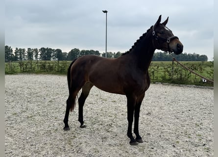 KWPN, Mare, 3 years, 15,2 hh, Bay-Dark