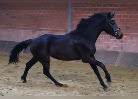 KWPN, Mare, 3 years, 15,2 hh, Bay-Dark