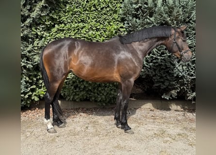 KWPN, Mare, 3 years, 15,2 hh, Bay-Dark