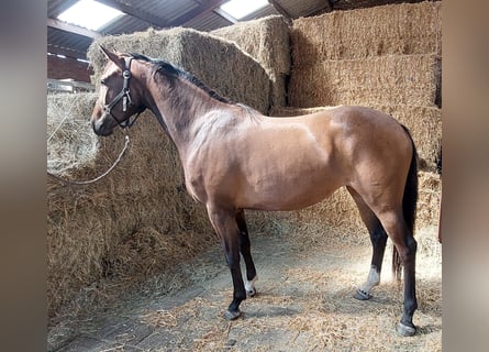 KWPN, Mare, 3 years, 15,2 hh, Brown