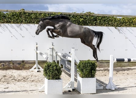 KWPN, Mare, 3 years, 15,2 hh, Grey