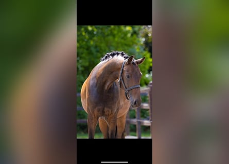KWPN, Mare, 3 years, 15,3 hh, Brown