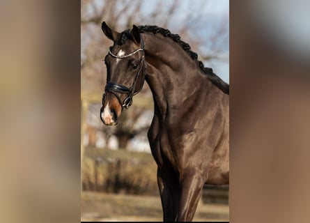 KWPN, Mare, 3 years, 15,3 hh, Brown