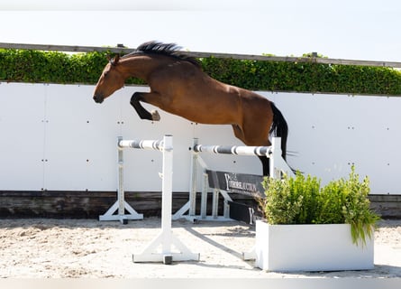 KWPN, Mare, 3 years, 15,3 hh, Brown