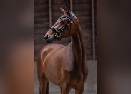 KWPN, Mare, 3 years, 16.1 hh, Bay-Dark