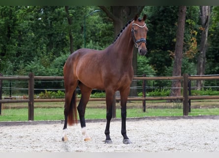 KWPN, Mare, 3 years, 16.1 hh, Bay-Dark