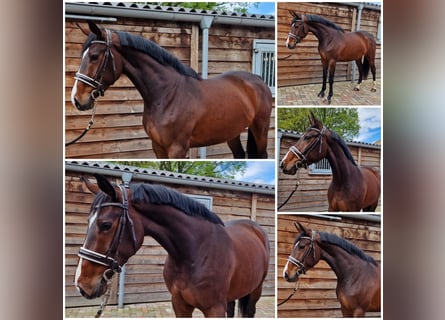 KWPN, Mare, 3 years, 16.1 hh, Bay