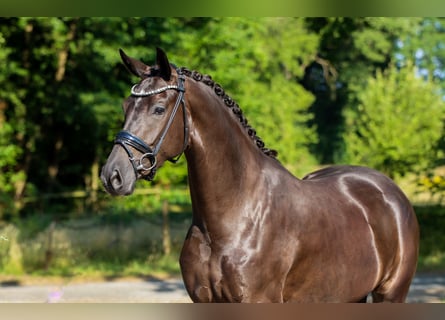 KWPN, Mare, 3 years, 16.1 hh, Black