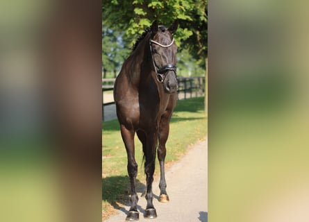 KWPN, Mare, 3 years, 16,1 hh, Black