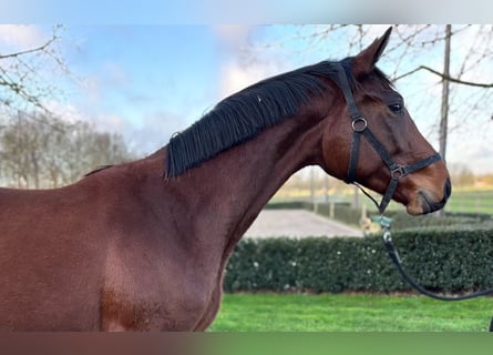 KWPN, Mare, 3 years, 16,1 hh, Brown