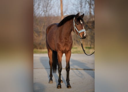 KWPN, Mare, 3 years, 16,1 hh, Brown