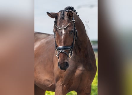 KWPN, Mare, 3 years, 16,1 hh, Brown