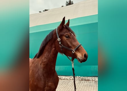 KWPN, Mare, 3 years, 16,1 hh, Brown