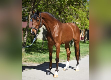 KWPN, Mare, 3 years, 16.1 hh, Brown