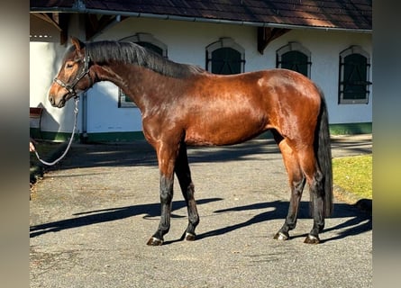 KWPN, Mare, 3 years, 16,1 hh, Brown