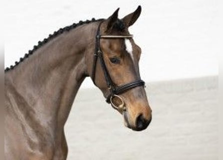 KWPN, Mare, 3 years, 16,1 hh, Brown