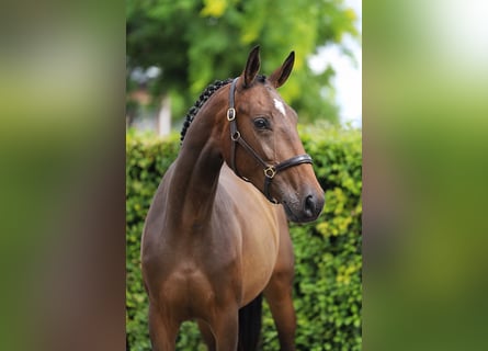 KWPN, Mare, 3 years, 16.1 hh, Brown
