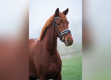 KWPN, Mare, 3 years, 16,1 hh, Chestnut-Red