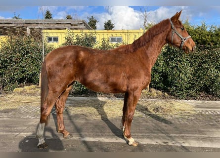 KWPN, Mare, 3 years, 16.1 hh, Chestnut-Red