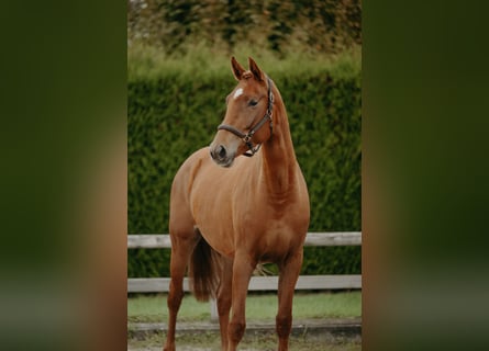 KWPN, Mare, 3 years, 16.1 hh, Chestnut-Red