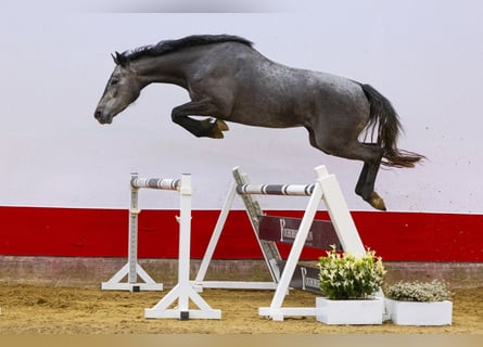 KWPN, Mare, 3 years, 16.1 hh, Gray
