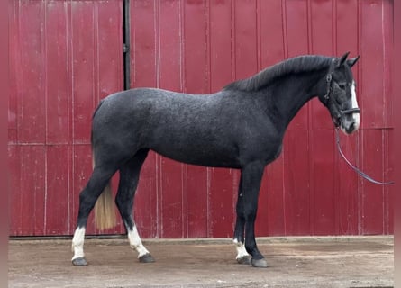 KWPN, Mare, 3 years, 16.1 hh, Grey-Blue-Tan