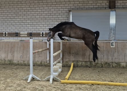 KWPN, Mare, 3 years, 16.1 hh, Grey-Red-Tan