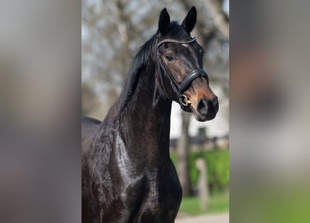 KWPN, Mare, 3 years, 16.1 hh, Smoky-Black