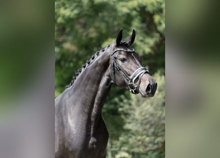 KWPN, Mare, 3 years, 16,2 hh, Bay-Dark