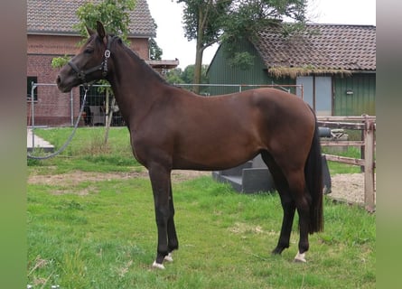 KWPN, Mare, 3 years, 16,2 hh, Bay-Dark