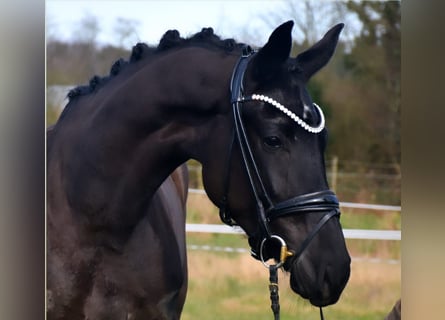 KWPN, Mare, 3 years, 16.2 hh, Black