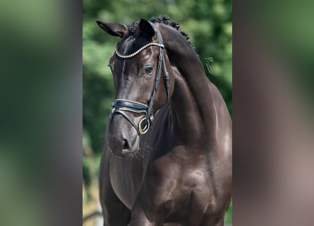 KWPN, Mare, 3 years, 16,2 hh, Black