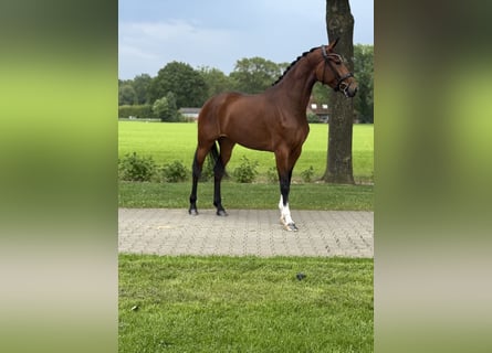 KWPN, Mare, 3 years, 16.2 hh, Brown