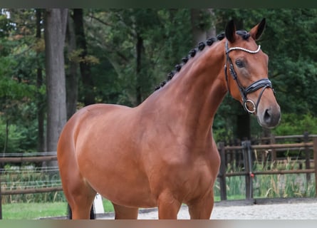 KWPN, Mare, 3 years, 16.2 hh, Brown