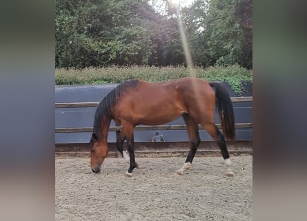 KWPN, Mare, 3 years, 16.2 hh, Brown