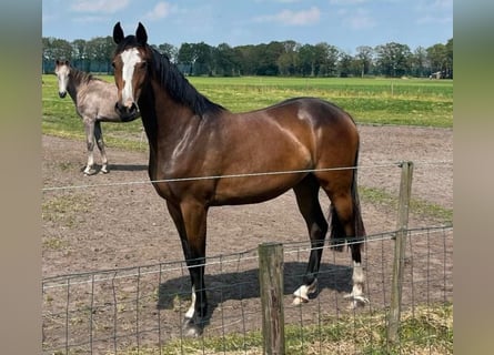 KWPN, Mare, 3 years, 16,2 hh, Brown