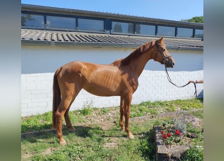 KWPN, Mare, 3 years, 16.2 hh, Chestnut-Red