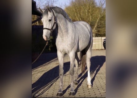 KWPN, Mare, 3 years, 16.2 hh, Dun