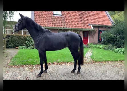 KWPN, Mare, 3 years, 16.2 hh, Gray-Blue-Tan